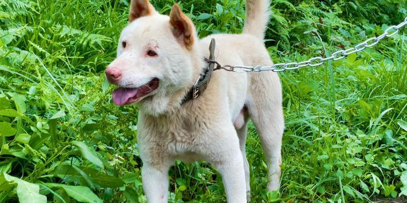 「下司犬（「了解下司犬的性格与训练需求，打造理想的家庭宠物伙伴」）