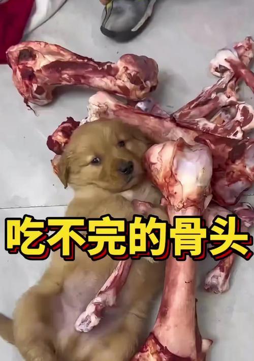 狗吞骨头（了解狗吞骨头的消化过程及时间）