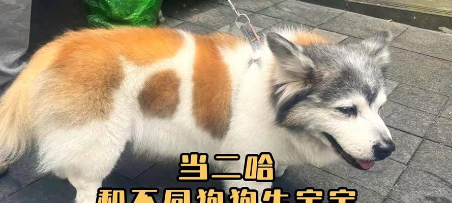 狗狗生崽后多久才能洗澡？（宝宝狗狗如何保持清洁？）