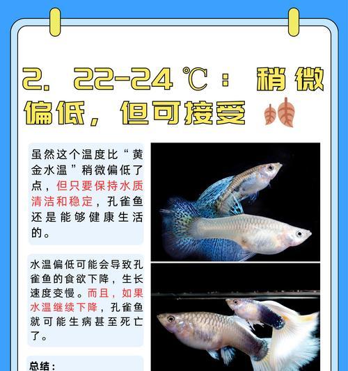 孔雀鱼的混养适合与哪些观赏鱼？（探究孔雀鱼与其他观赏鱼的混养方式及注意事项）