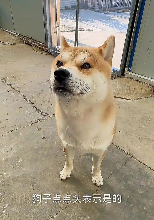 狗狗在家中漫步的思考（探究狗狗在走来走去时的内心世界）