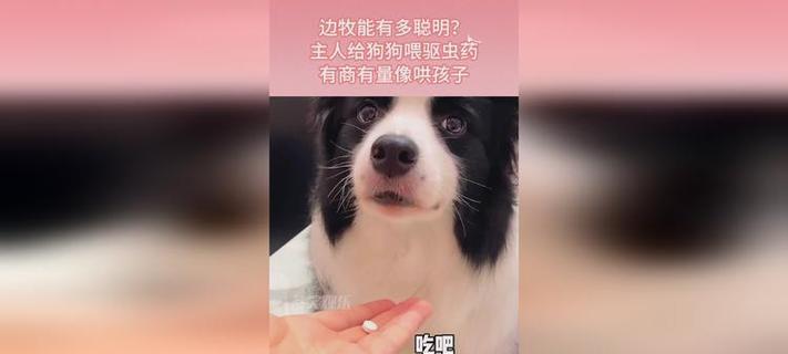 边牧驱虫药使用频率和时间的建议（边牧驱虫药使用时间及其注意事项）