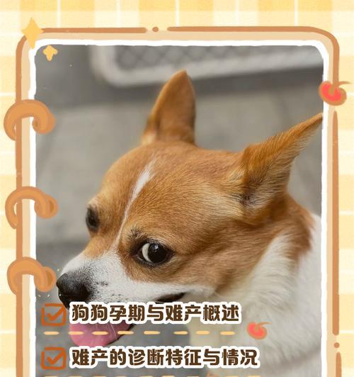 宝贝即将诞生！狗狗的孕期全解析（狗狗怀孕多久生？教你看懂狗狗的孕期迹象）