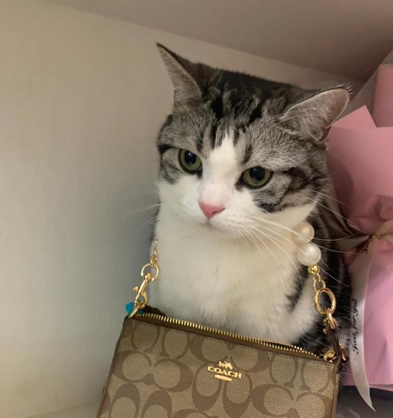 解析折耳猫的来历及糊涂的治疗方法（探索折耳猫品种背后的神秘和健康关注）