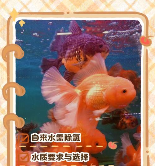 小金鱼的繁殖周期（探究小金鱼产卵的时间及相关因素）