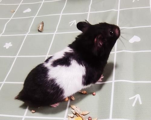 探秘小宠物鼠的魅力与护理秘籍（带你了解小宠物鼠的种类、习性和饲养技巧）