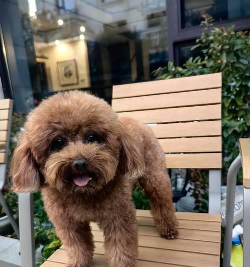 泰迪犬的寿命及如何延长其寿命
