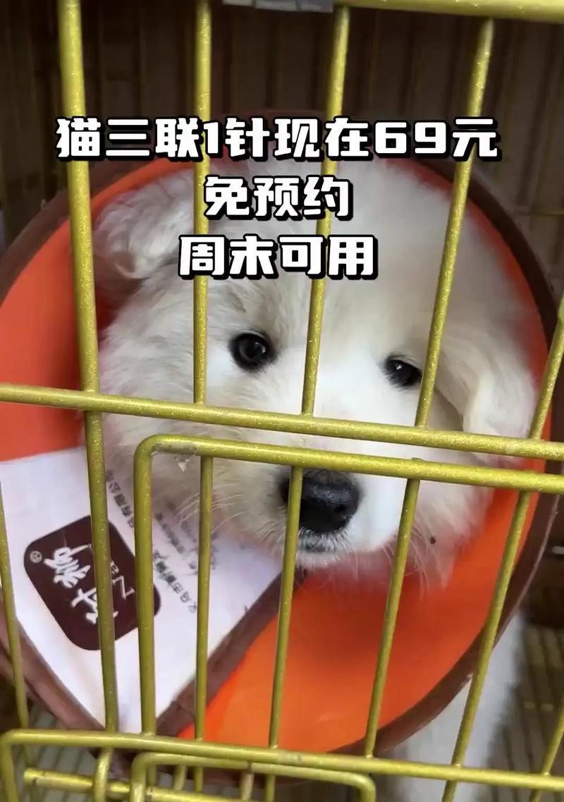 猫三联药效持续时间及关键因素分析（探讨猫三联药物失效的时间及其影响因素）