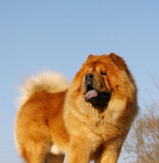 松狮犬——一种忠诚可靠的伴侣（了解松狮犬的优点和缺点）