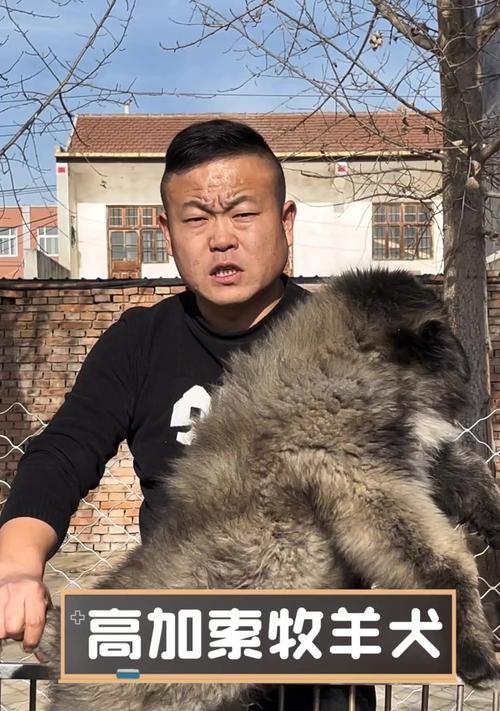 高加索犬价格揭秘——了解影响高加索犬价格的关键因素（高加索幼犬价格的种种变数，你了解吗？）