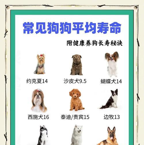 狗狗冠状病毒感染的康复时间（揭秘狗狗冠状病毒感染的康复期及相关治疗方法）