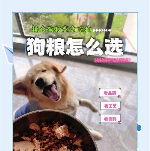 小狗吃完狗粮需要多久消化？（从食入到排出，探究小狗狗粮的消化过程）