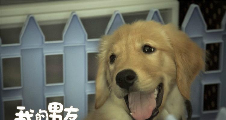 狗的电视与电影（探寻狗在电视和电影中的形象与影响力）