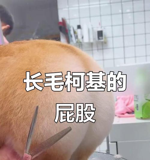 柯基屁股（探索柯基屁股变大的原因和时间跨度）