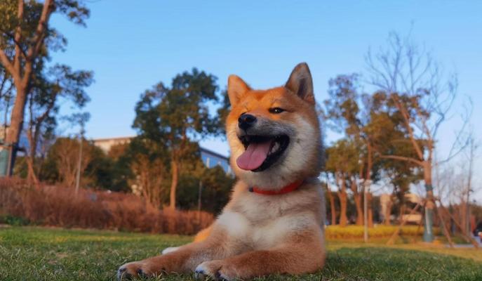 柴犬品相评价与鉴定（如何辨识柴犬品相的优劣）