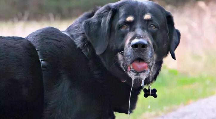 警惕！狗狗的4个症状可能是狂犬病！（狂犬病的早期识别与预防，保护我们的毛孩安全）