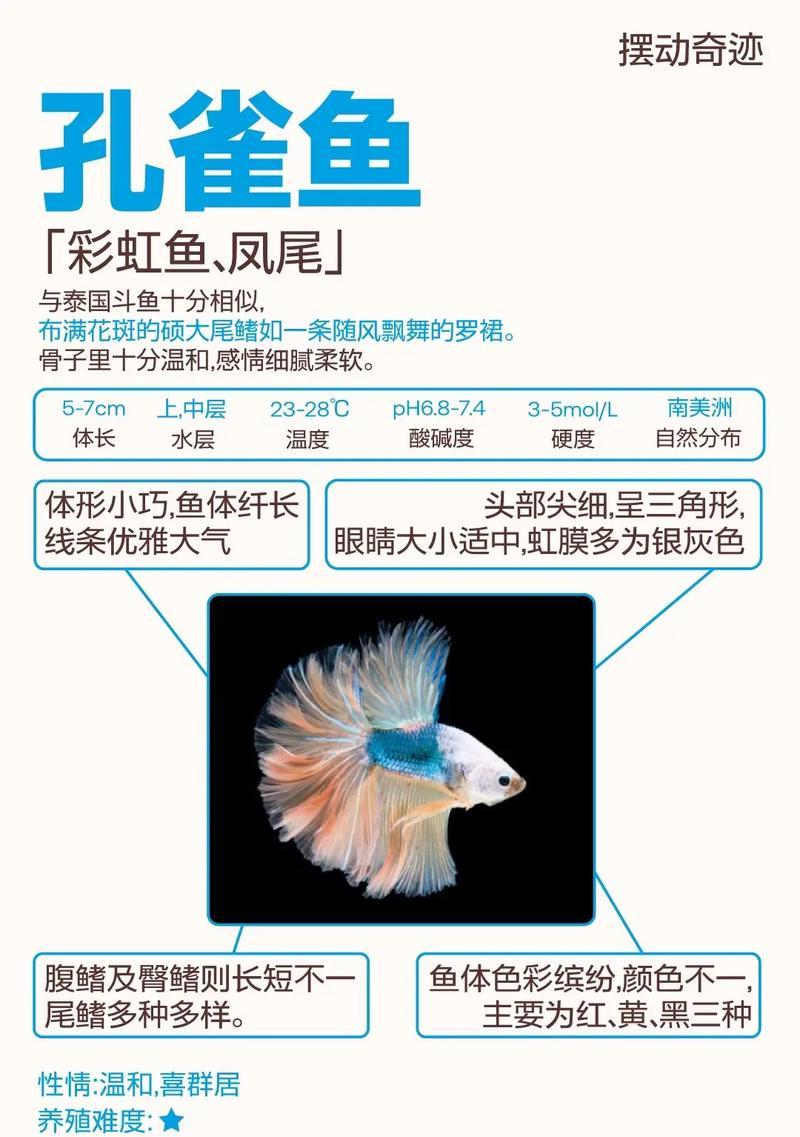 孔雀鱼的寿命及养殖要点（从孵化到成年，了解孔雀鱼的寿命与饲养技巧）