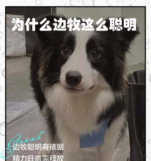 养边牧，必备用品与掉毛问题解决方法（为你的爱犬提供最好的生活条件，让你的边牧舒适无忧）