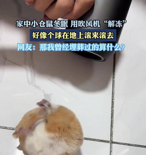 仓鼠冬眠的时间与特点（探索仓鼠冬眠周期及其影响因素）