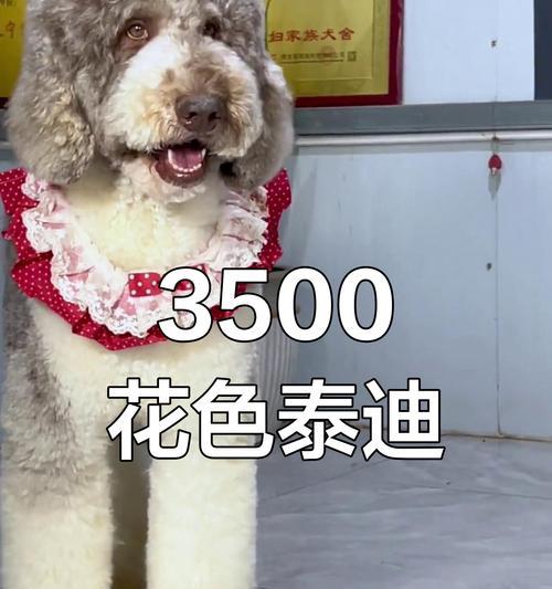 贵宾长毛（了解贵宾长毛的成长时期及发育进程）
