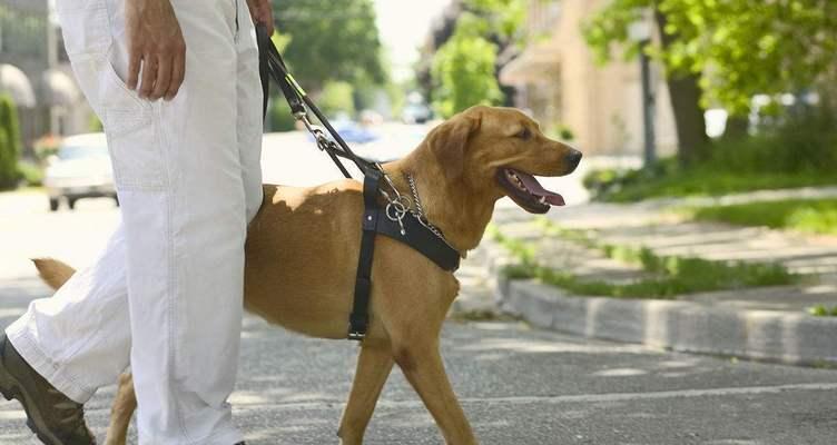 探索导盲犬的多样性与特点（揭秘导盲犬世界的种类与功能）