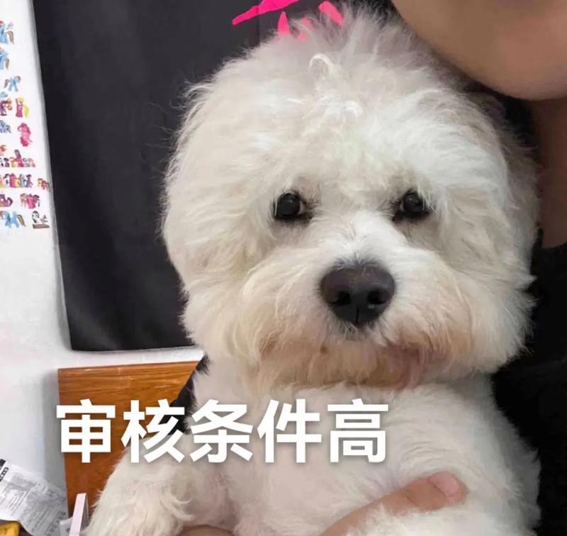 纯种比熊与串串比熊的区别及其影响