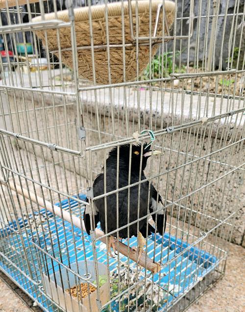 八哥换毛周期与注意事项（八哥换毛频率、影响因素及正确的护理方法）