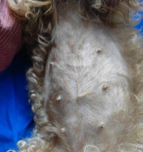 泰迪犬的生育周期及怀孕期详解（探究泰迪犬怀孕的时间和过程，解答泰迪宝宝的到来）