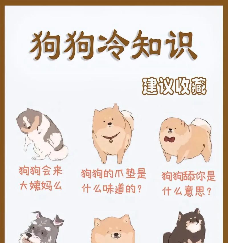 狗狗来月经后多久洗澡合适？（狗狗来月经后的洗澡频率与注意事项）