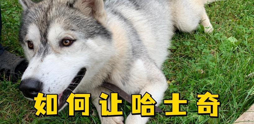 哈士奇的听话训练需要多长时间？（探究哈士奇听从主人指令所需的时间及相关方法）