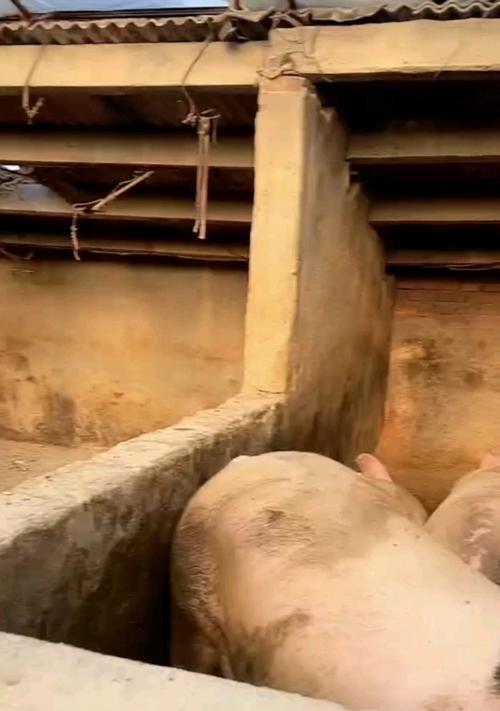 贪吃狗最容易养成“猪”？教你如何避免肥胖问题！（保持狗狗健康，防止它变成“肥猪”的关键是什么？）