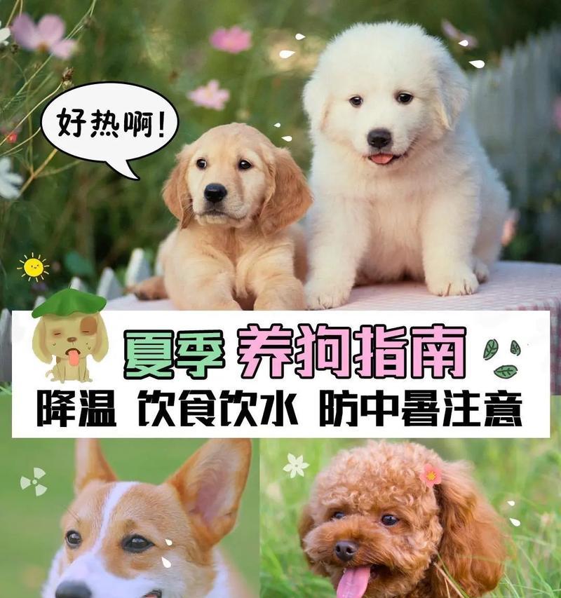 高温天气下狗狗生命威胁有多大？（揭秘狗狗在酷暑中的生存危机和应对策略）
