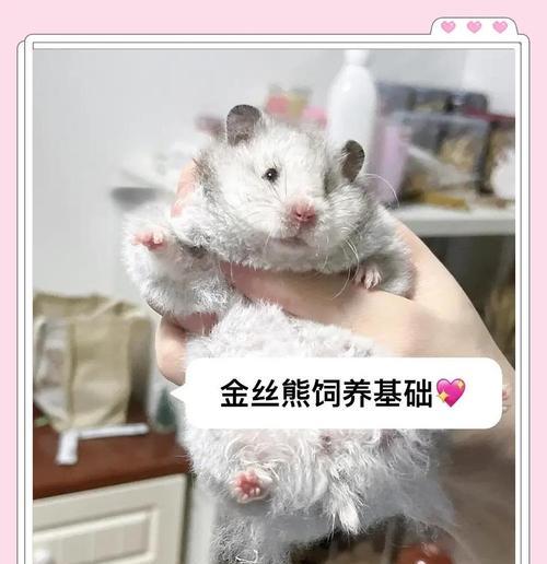 金丝熊的寿命及生活注意事项（了解金丝熊的寿命，给它们一个健康的生活环境）