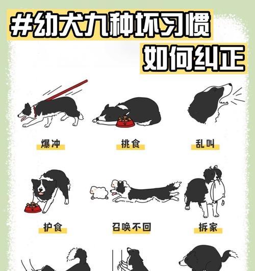 解决狗狗迟迟不立耳的方法（人工干预是帮助狗狗立耳的有效手段）
