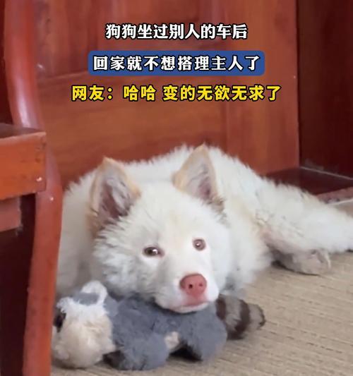 狗的乘车时间有限吗？（狗在车上久坐的影响及适宜的乘车时间）