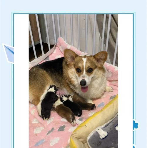 科基幼犬的洗澡频率及注意事项（科基幼犬洗澡的最佳时间和正确的洗澡方法）