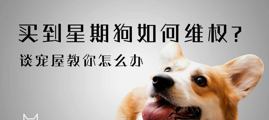 喂养小金贵宠幼犬的六个注意事项（让你成为贴心铲屎官的小金贵宠幼犬喂养指南）