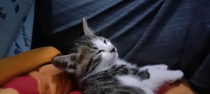 小猫入住家里的适应时间（了解小猫适应新环境所需时间的关键因素）