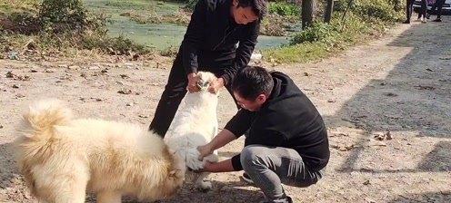 狗配狗，多久下？（探讨狗狗配种的最佳时机和频率）