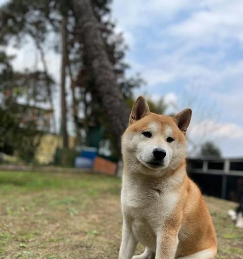 养一只柴犬的花销有多大？能否承受？（月度开销和经济负担如何？）