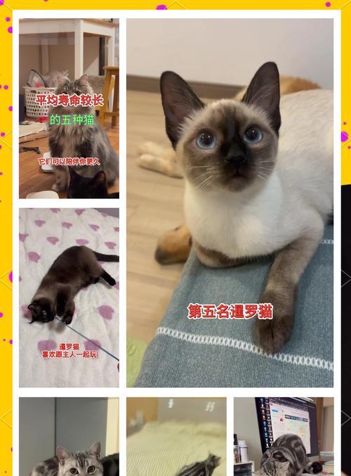猫咪长寿秘诀揭秘！（避开6件事，拥有长寿猫咪是这样简单！）