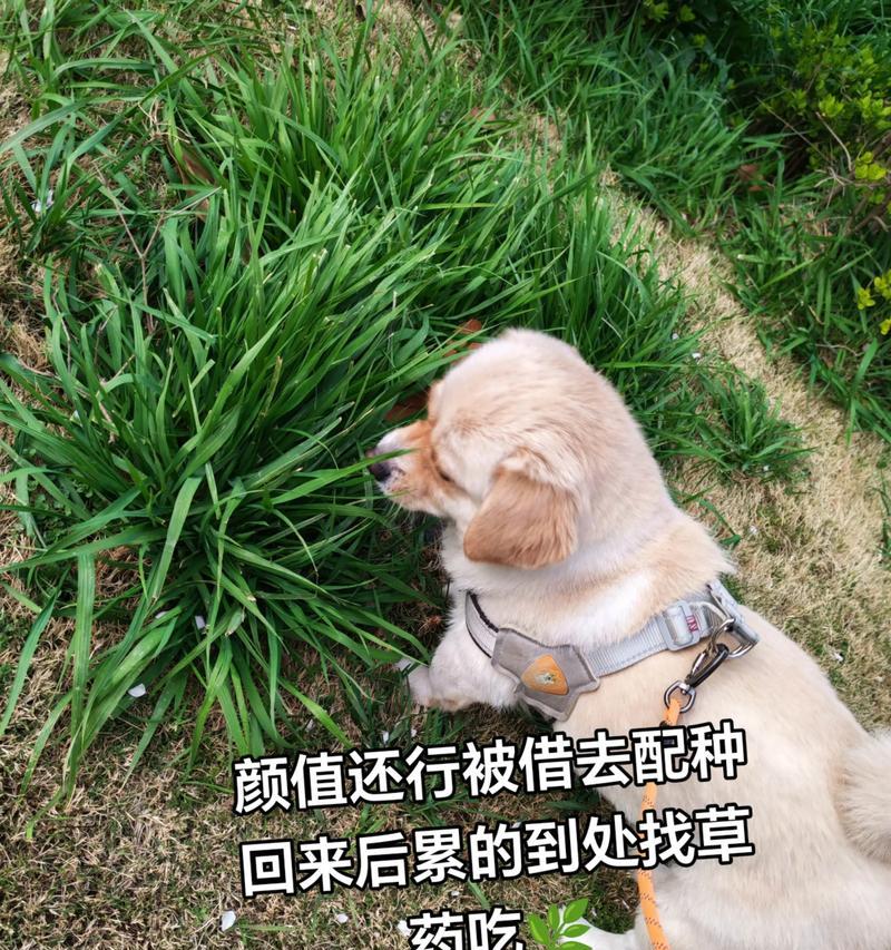 狗配种后多久能喝水？（喂水时间与保健注意事项）