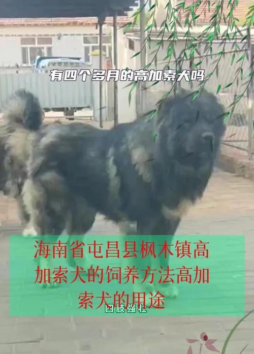 影响高加索犬价格的因素（品相对高加索幼犬价格的影响及关键因素）