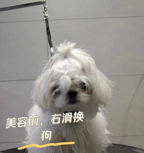 狗狗美容（探讨狗狗美容的时间需求与技巧）