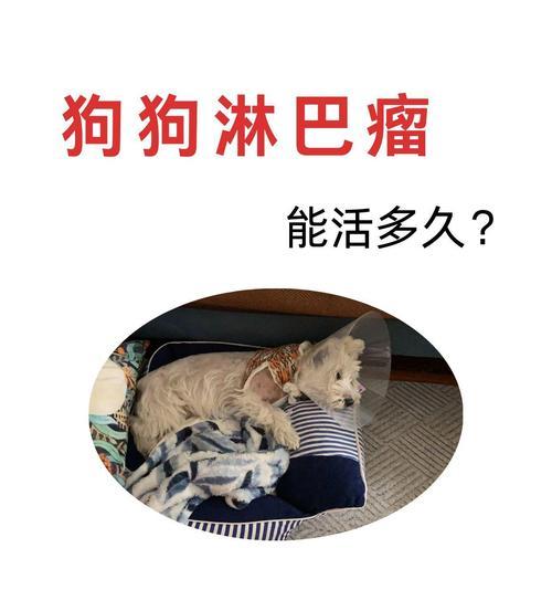 狗狗寿命揭秘（以一般狗狗寿命为基准，探究影响狗狗寿命的关键因素）
