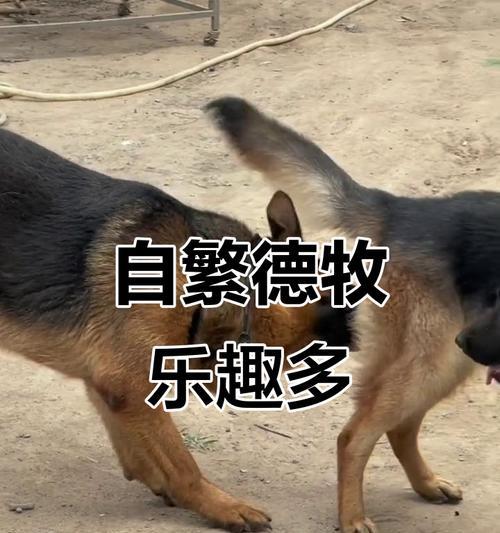 德国牧羊犬经济喂养攻略（从合理饮食到经济用品，省钱的同时给德国牧羊犬提供最佳护理）