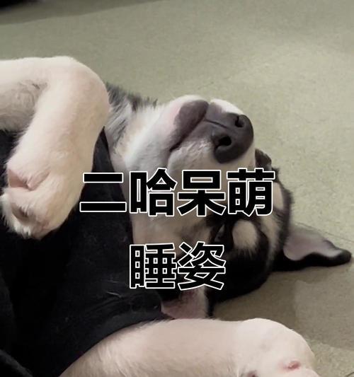哈士奇狗狗的睡眠需求及养护（揭秘哈士奇每天睡眠时间、养成良好睡眠习惯的）