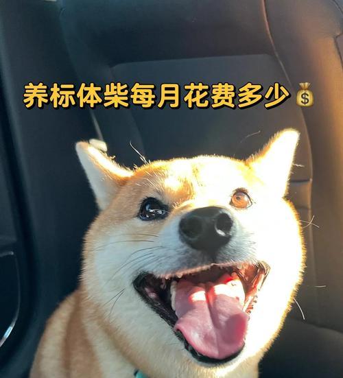 柴犬换毛期（养狗人士必读，柴犬换毛期的周期和护理技巧解析）