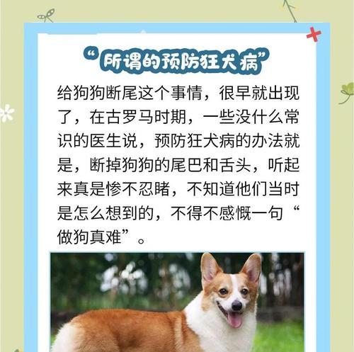 贵宾犬断尾的好处（保护犬只健康的最佳选择）