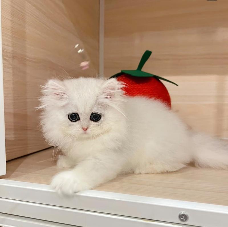 金吉拉猫的寿命及其影响因素（探寻金吉拉猫长寿的秘密与注意事项）